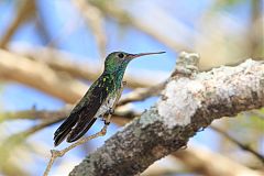 Honduran Emerald